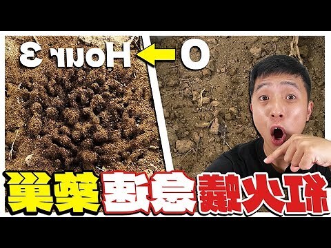 螞蟻在家築巢
