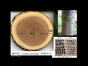 樹木橫切面