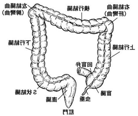 肝彎曲