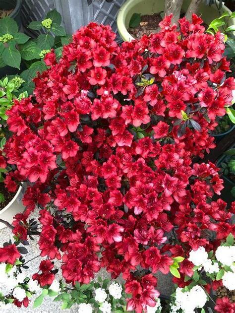 杜鵑花