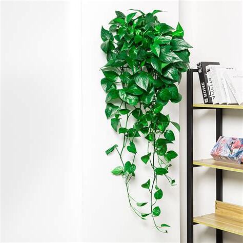 垂吊植物風水