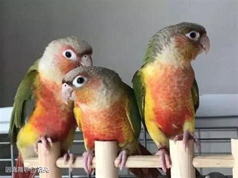 適合養的鳥