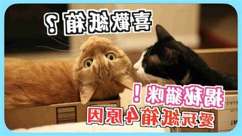 為什麼貓喜歡來我家