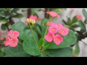 虎梅
