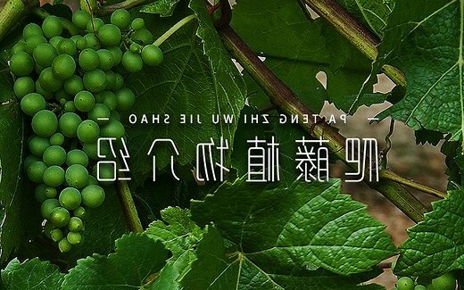 攀藤植物有哪些
