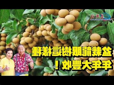 眼樹蓮種植