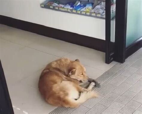 狗狗睡門口