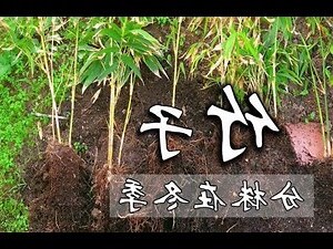 竹子分株