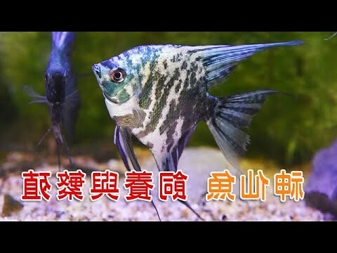 神仙魚種類