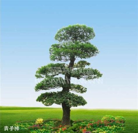 风水树有哪些