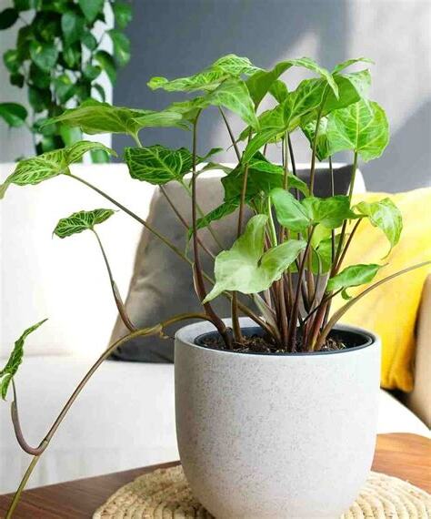 粉紅合果芋照顧