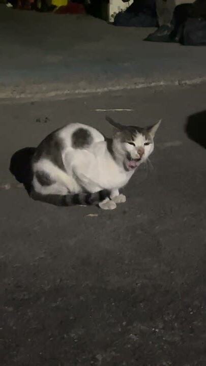 流浪貓跑來家裡