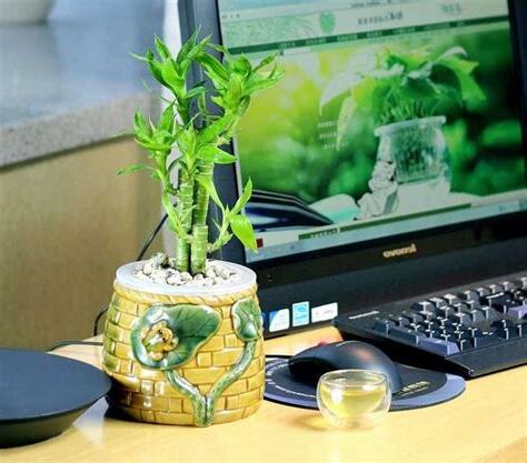 辦公桌風水植物