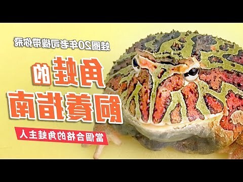 角蛙腹水