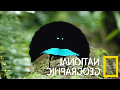 天堂鳥風水
