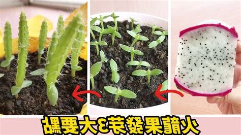 火龍果種子發芽