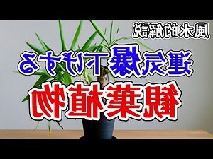 水種植物風水2023