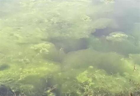 青苔水