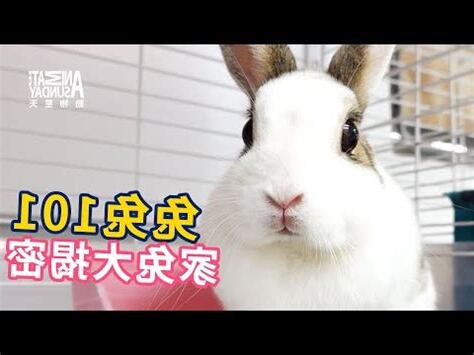 兔子屬性