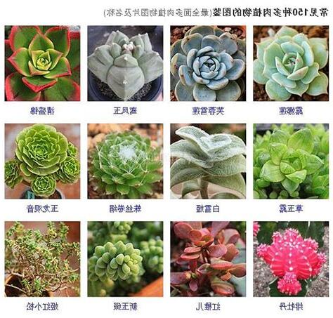 多肉植物名稱查詢