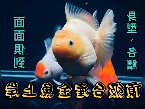 灃興金魚