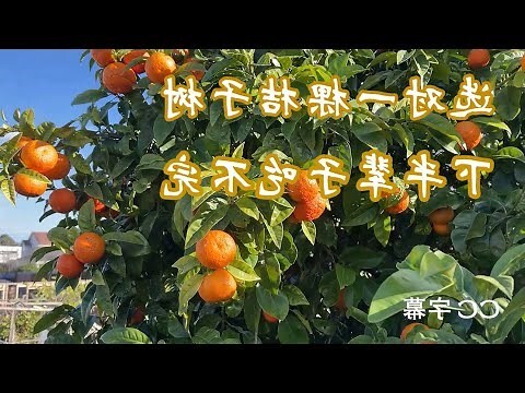 橘子樹盆栽