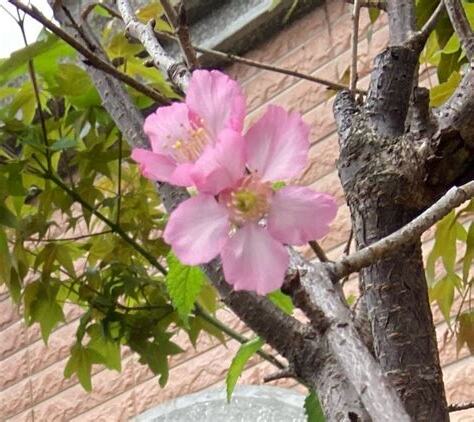 家種櫻花