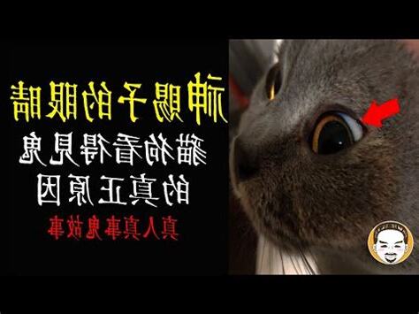 貓為什麼陰