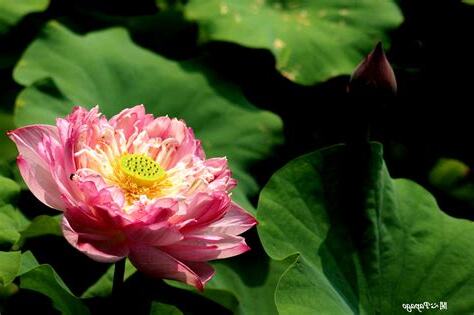 牡丹蓮花語