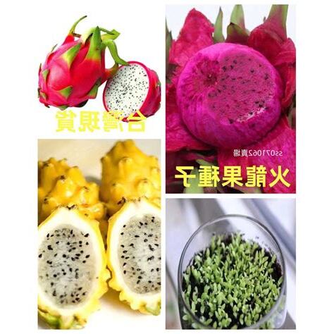 火龍果種子