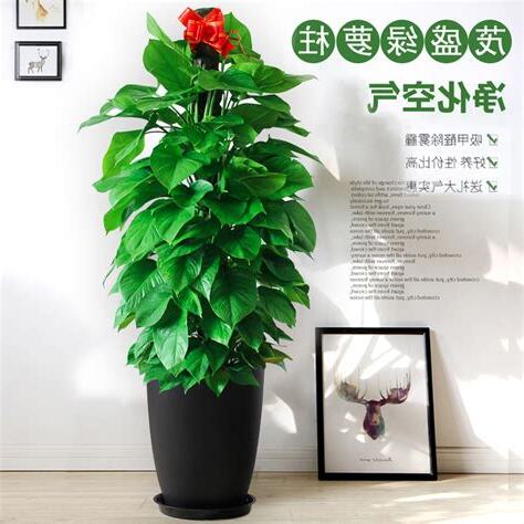 大葉植物風水
