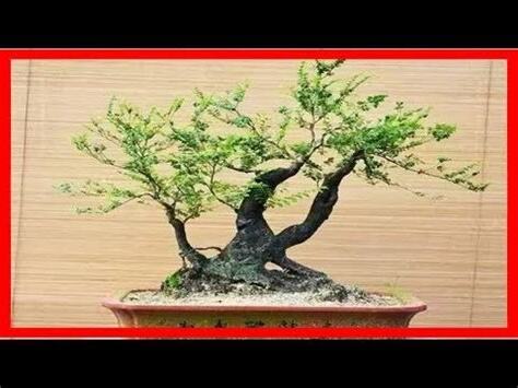 紫檀盆栽風水