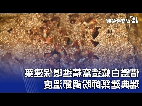 屋企有蟻原因