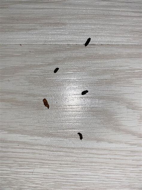 家裡有老鼠大便