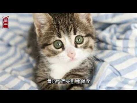 夢見3隻貓