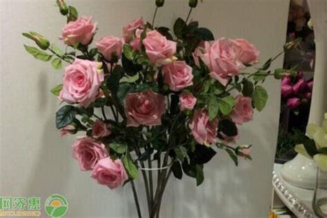 为什么家里不能放假花