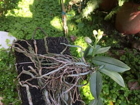 種蘭花材料
