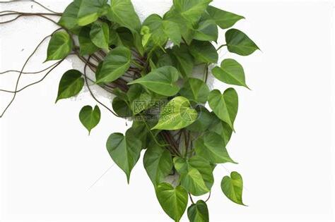 山竹藤蔓