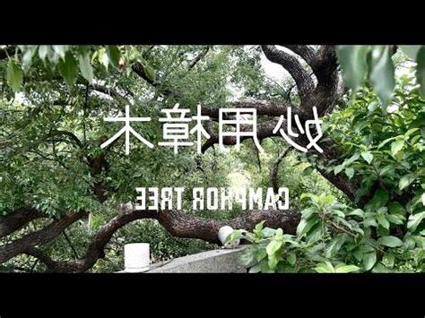 樟樹可以做什麼