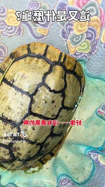 烏龜招財嗎