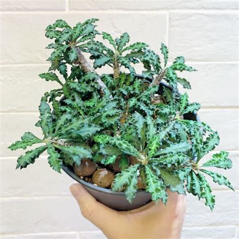 皺葉麒麟照顧
