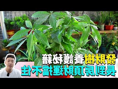 招財樹開花