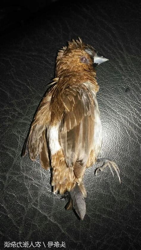 小鳥突然死掉