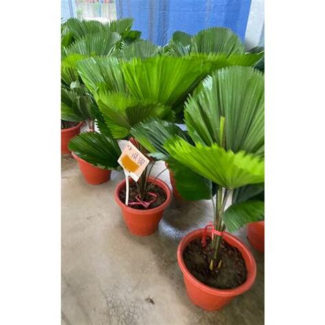 圓葉室內植物
