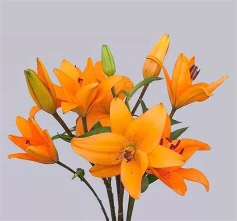 什麼花招財