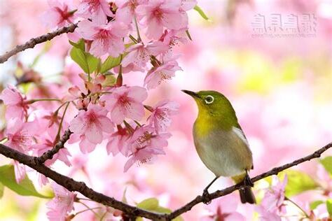 鳥花