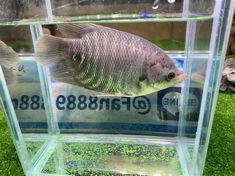 七間戰船