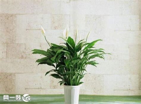 一帆風順花