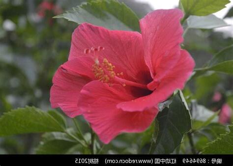 扶桑花色