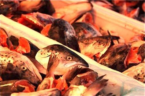 夢到魚缸
